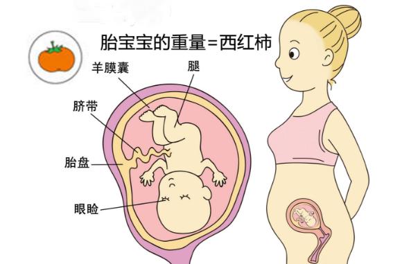 怀孕1~40周,你知道胎儿像什么蔬果吗?原来他们的变化