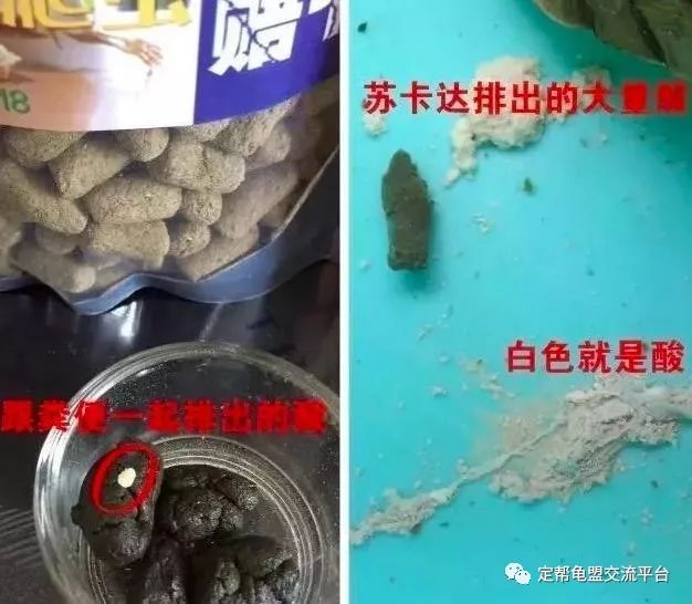 豹龟流鼻涕怎么办