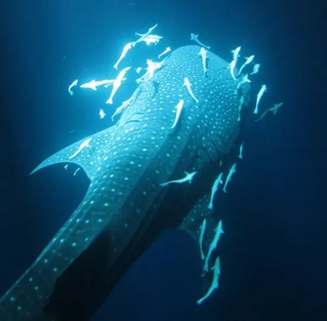 了全新海洋体验活动,让你有机会在鲸鲨的天然栖息地与鲸鲨亲密接触