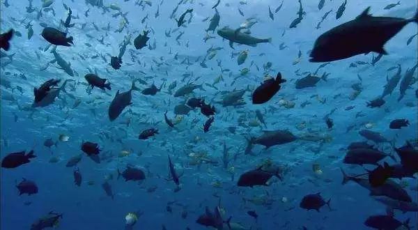 浅海鱼群是不是觉得大自然好奇妙啊想去看看这些美景吗好消息!1.