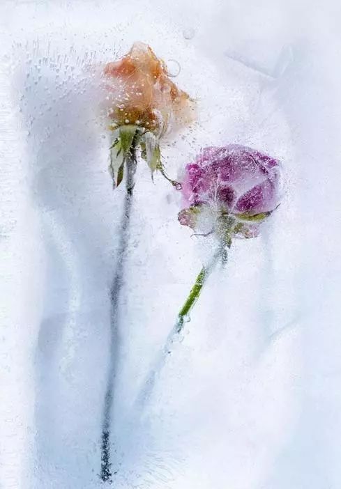 冰块里的花,冻住你的美