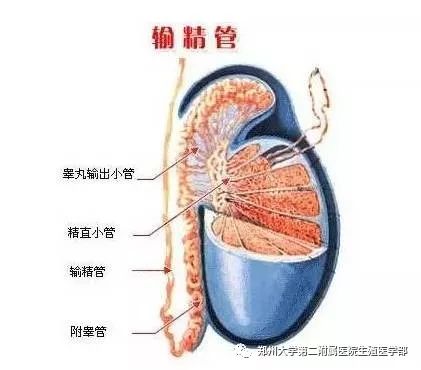 2,附睾异常,在进行触诊检查时,会发现男性的输精管及附睾有异常状况