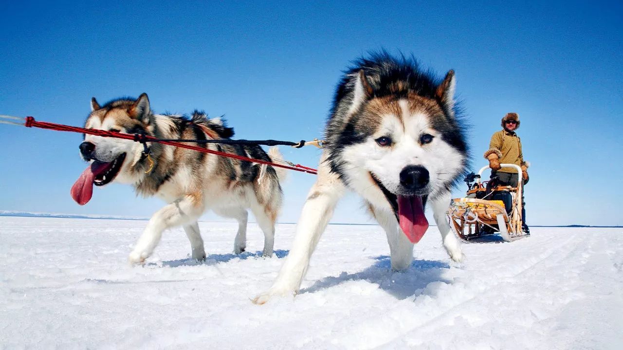 追逐极光之旅探寻阿拉斯加雪橇犬的故乡丨行走天下