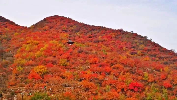 燕郊周边最美红叶观赏地,30分钟路程承包你整个秋天的