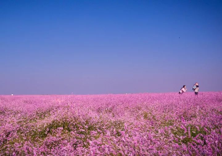 成片的蓼子花就成为 粉色的花海