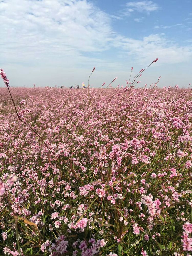 深秋蓼花红等你去花海