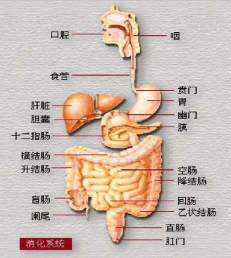 肝胆不好百病生,逆非凡排毒一身轻!