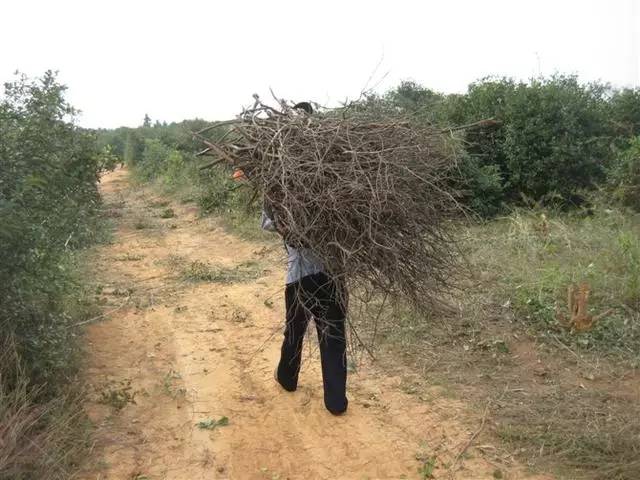 农村人能吃苦,这句话害了多少人.