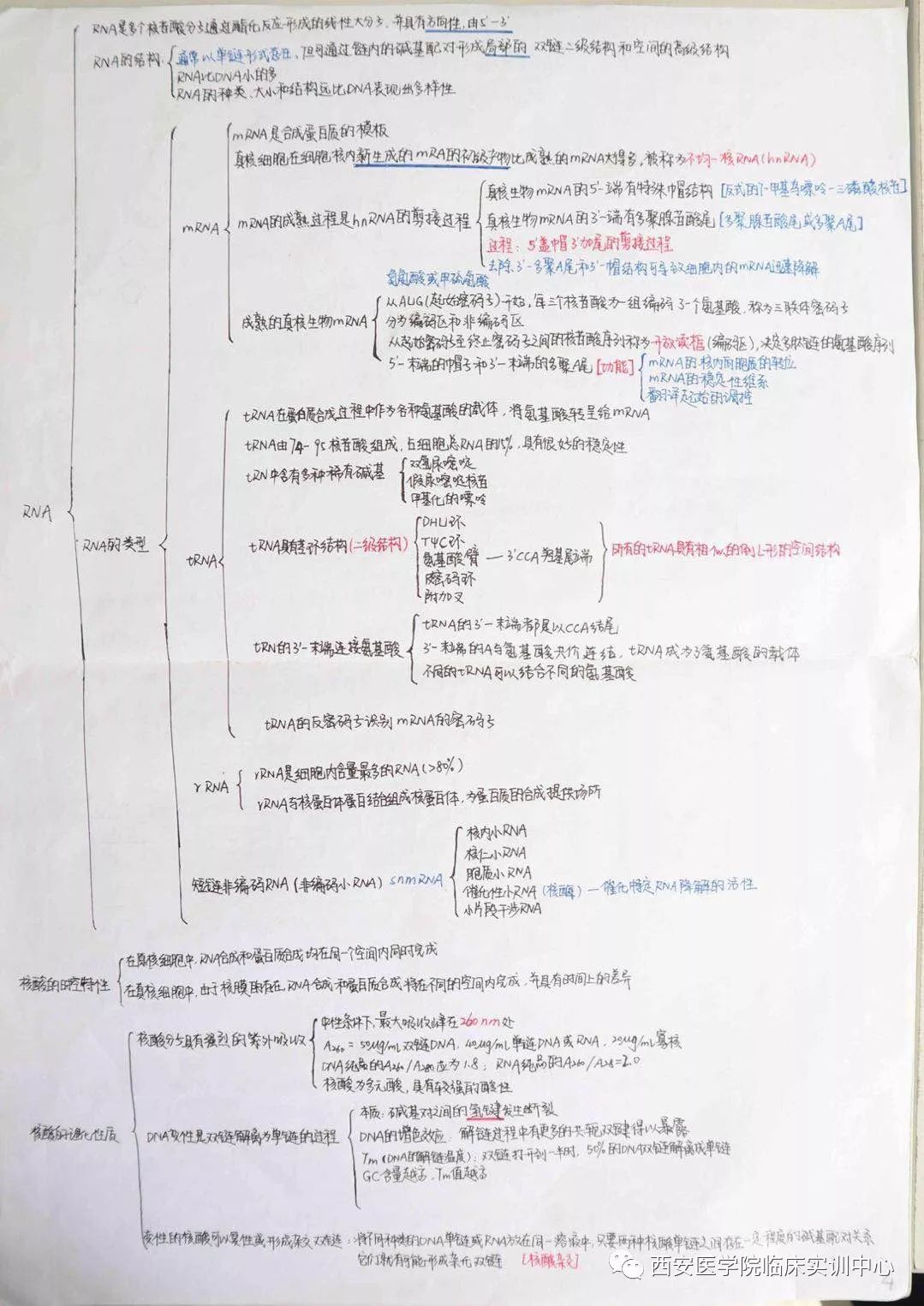 学霸笔记|生物化学·蛋白质