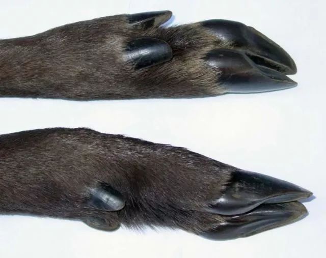 偶蹄目动物每只脚上有四个蹄子(脚趾),其中中间两趾发达,是它们