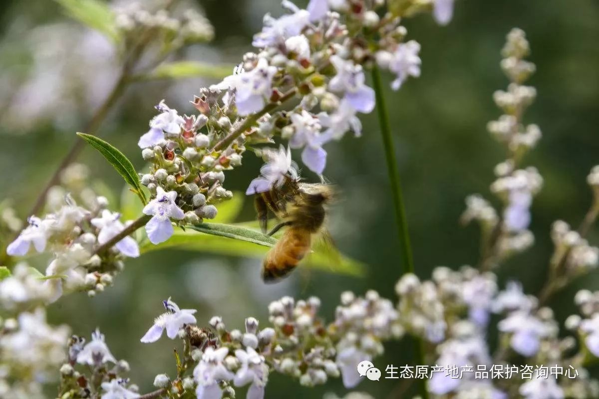 京密荆花蜂蜜通过生态原产地审核