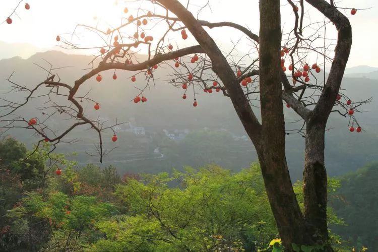 家乡柿红,心往神驰.佳人有约:拍一组柿柿!村在西山,新柿重重.