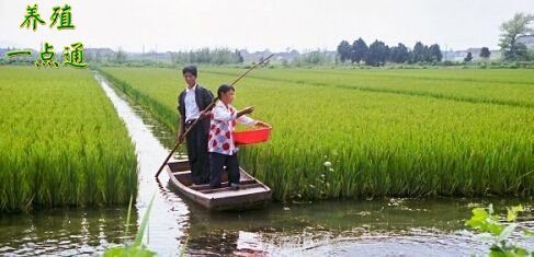 稻田养殖青虾技术从稻田选择准备到管理措施生态养殖效益高