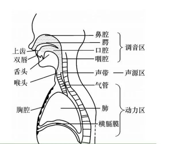 发音原理图喉癌早期症状:原因不明咽喉部异物感,喉痛,对症治疗无效