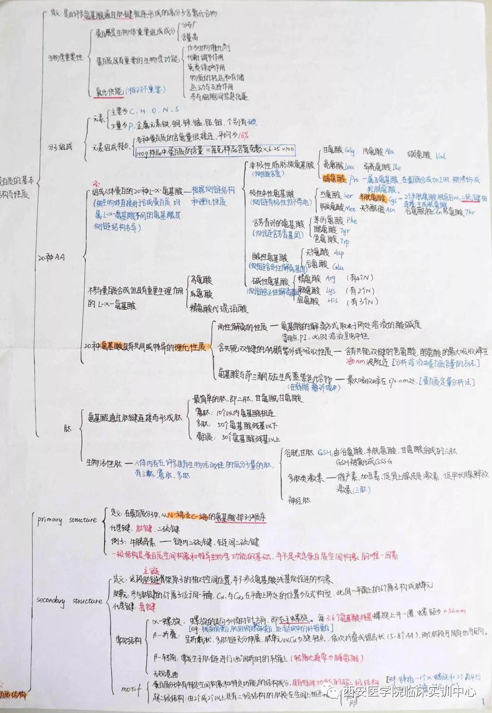 学霸笔记生物化学蛋白质