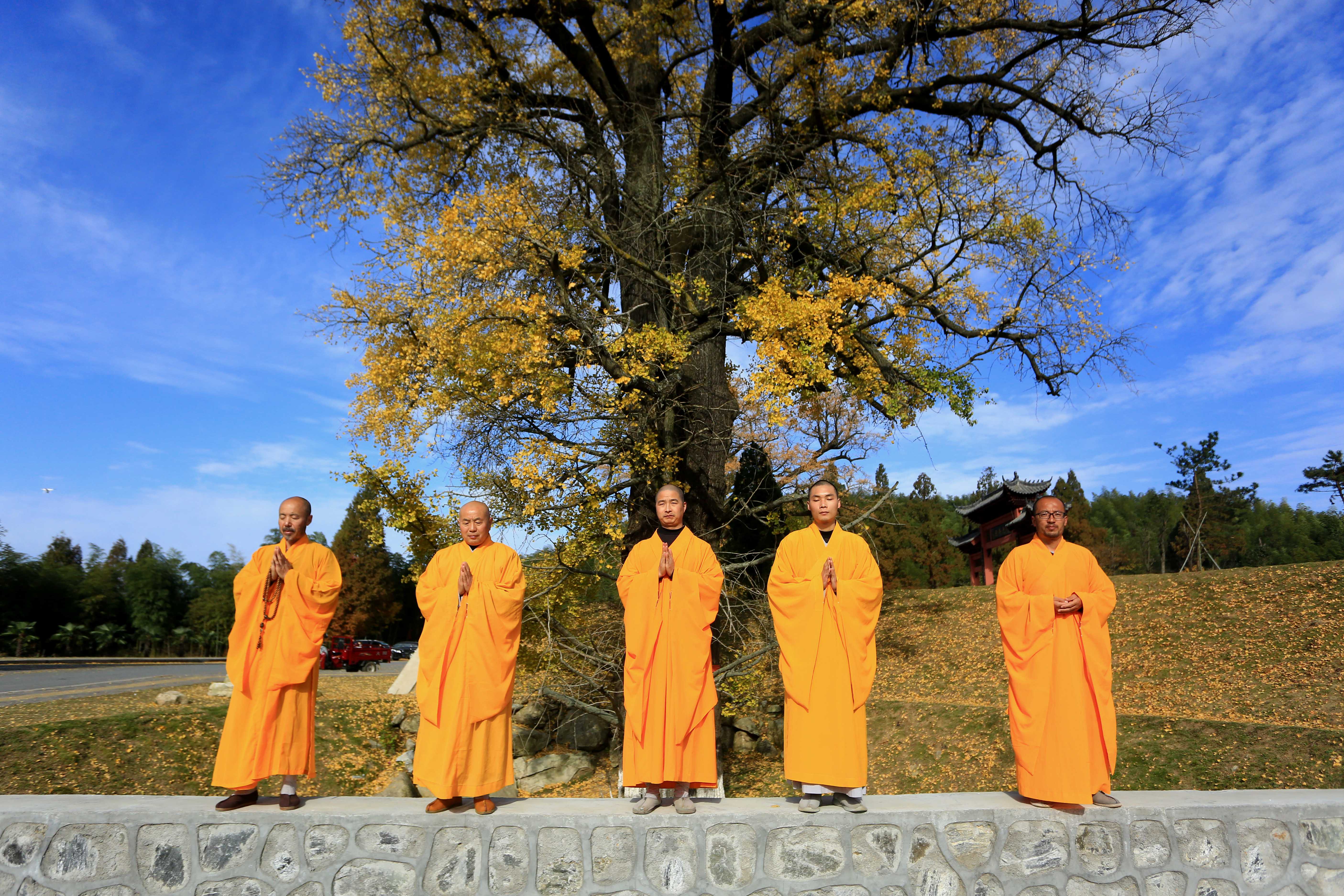 信阳黄柏山法眼寺数名僧人银杏树下祈福国泰民安繁荣昌盛