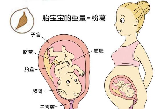 怀孕1~40周,你知道胎儿像什么蔬果吗?原来他们的变化