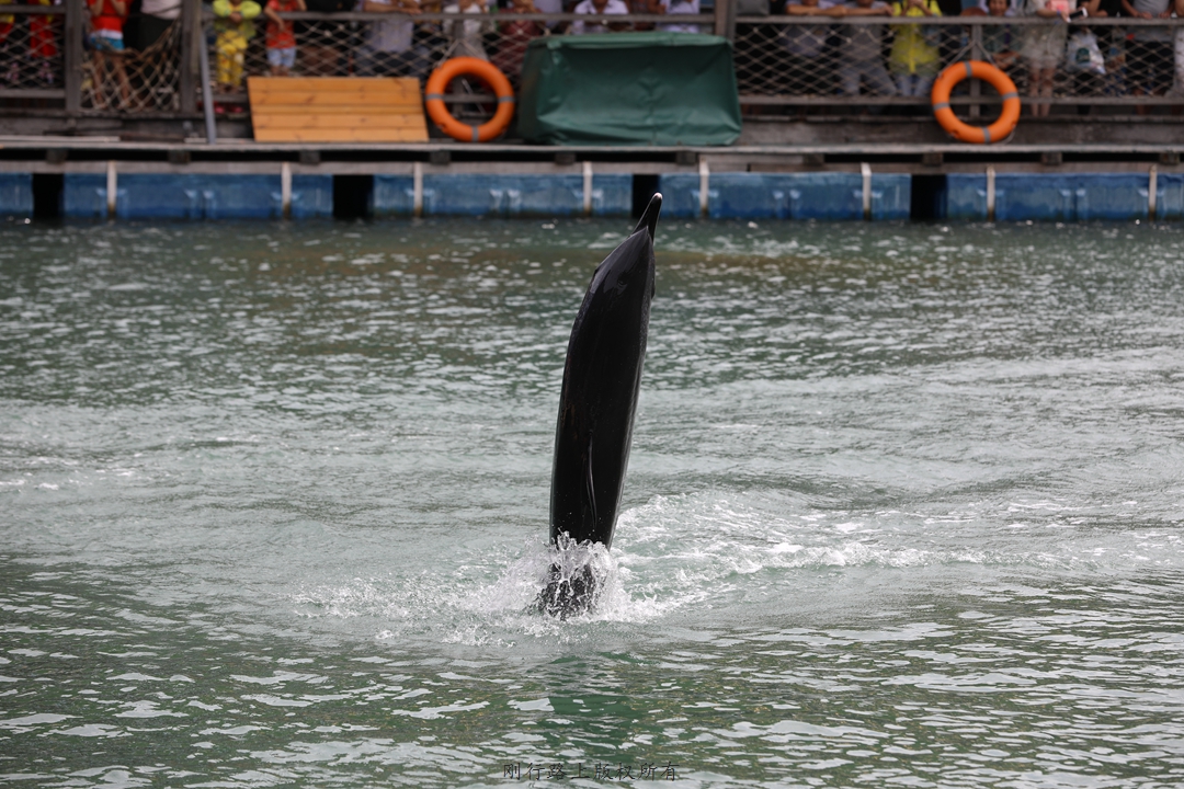 海豚表演水族馆的环境描写