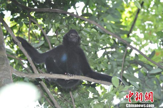 海南黑冠长臂猿家庭式聚居 监测员揭秘其生活起居