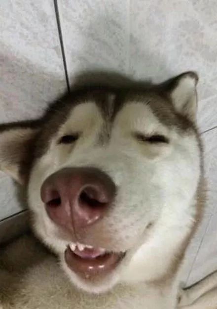 这只狗睡觉的表情可以说是非常爆笑了.