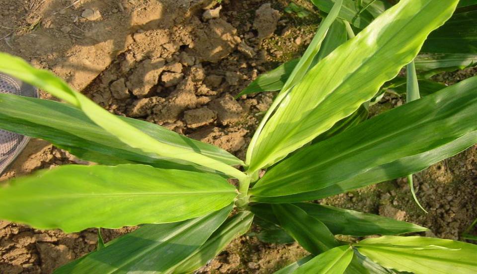 干货推荐 | 大姜施肥方案及种植管理