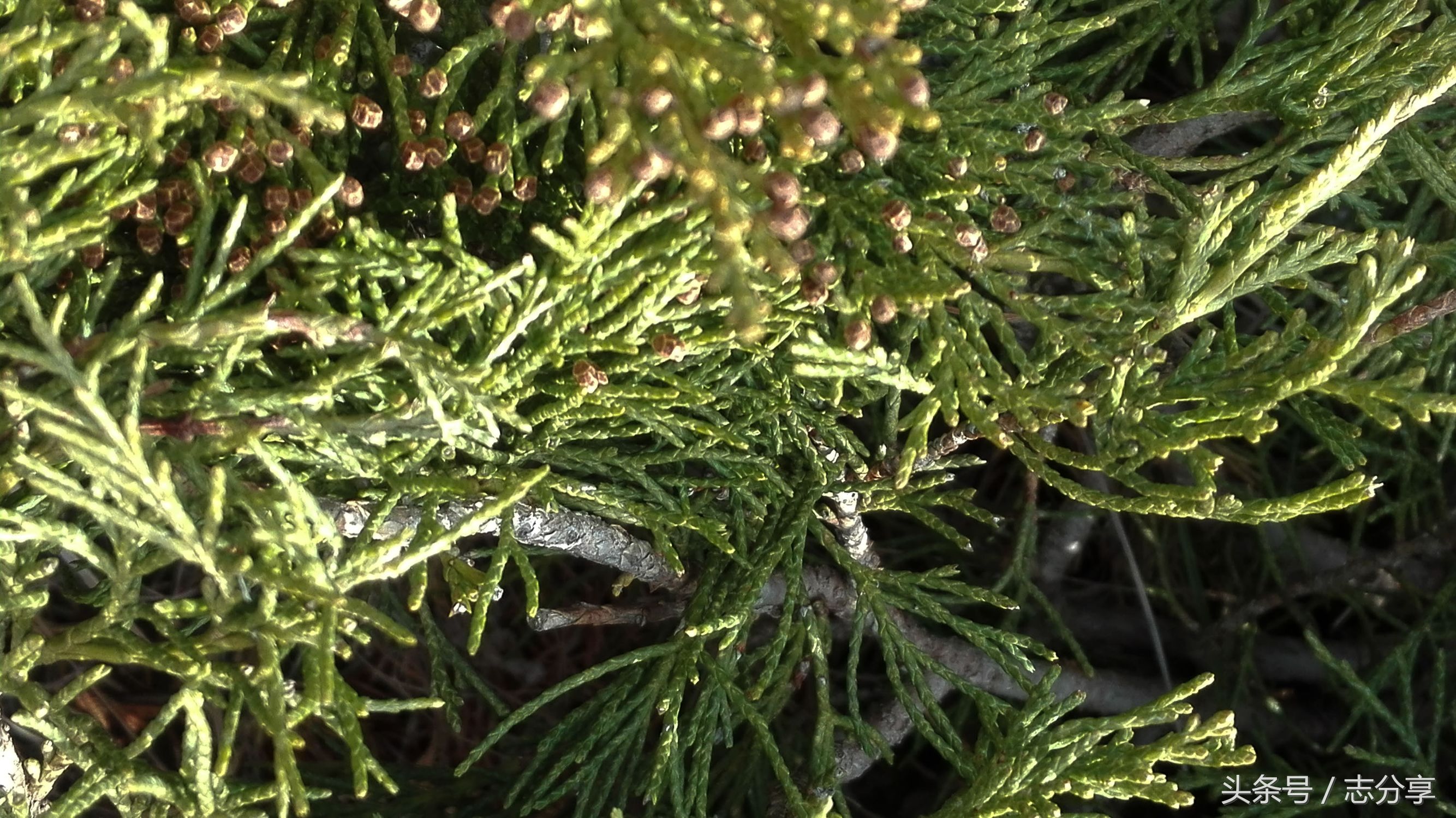 用于风湿关节痛,小便淋痛,迎风流泪,头痛,视物不清.