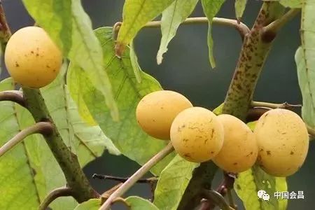 味道其实很甜,跟现在的柿子差不多,但个小,成熟了就不涩了.    南酸枣