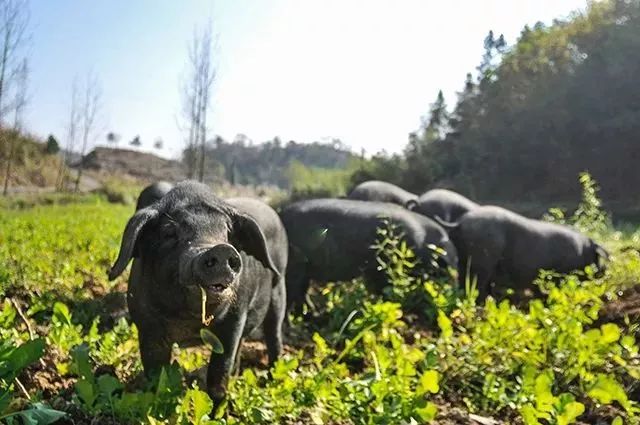 皖南黑毛猪因为养殖周期长,收益慢,一度濒临绝种,是《国家级畜禽遗传