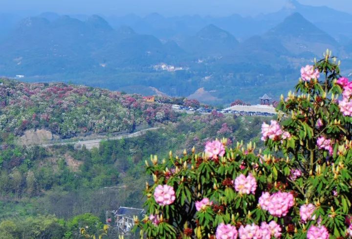 百里杜鹃风景名胜区位于贵州西北部,毕节市中部,享有"地球彩带,杜鹃