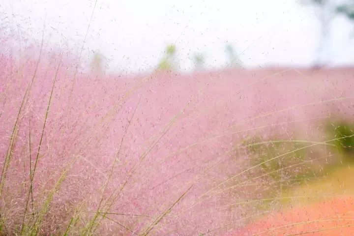 比起浪漫的薰衣草, 这片粉色田野更加暧昧, 留下一个粉红的回忆 去看