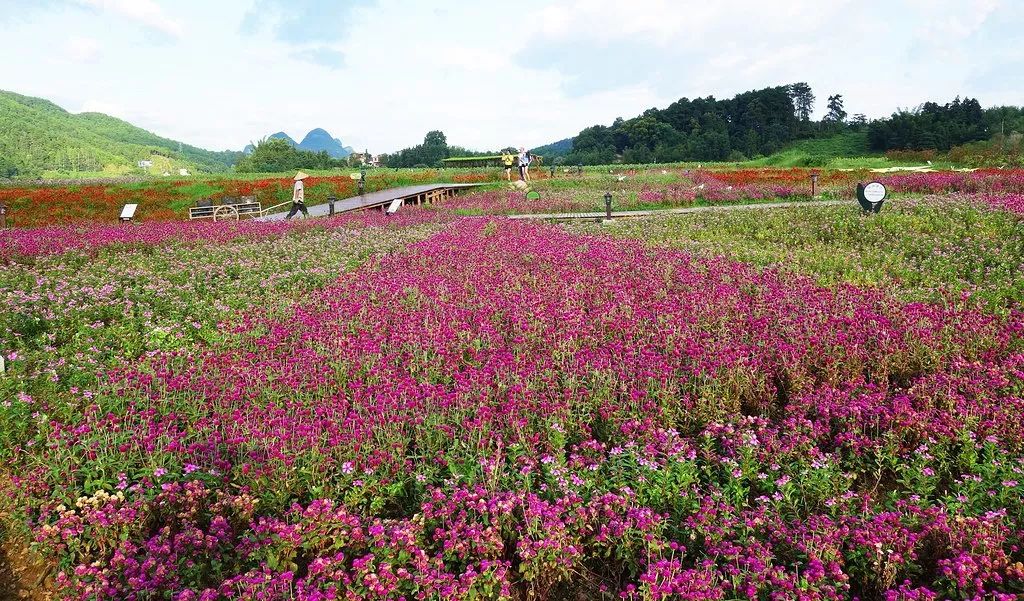 贺州黄姚仙女湖花海