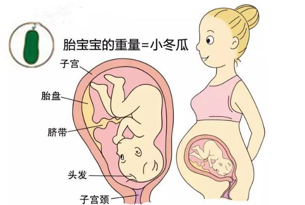 怀孕1~40周,你知道胎儿像什么蔬果吗?原来他们的变化