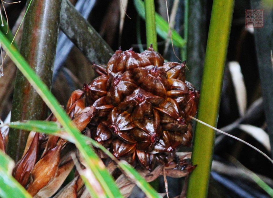 美食 正文 水椰(学名:nypa fruticans)又名亚答树(马来语:atap,意为"