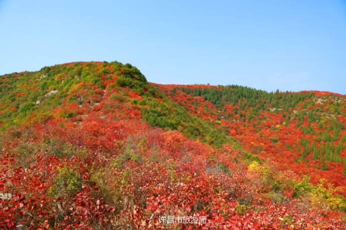 【许昌秋景随手拍】禹州鸠山红叶谷