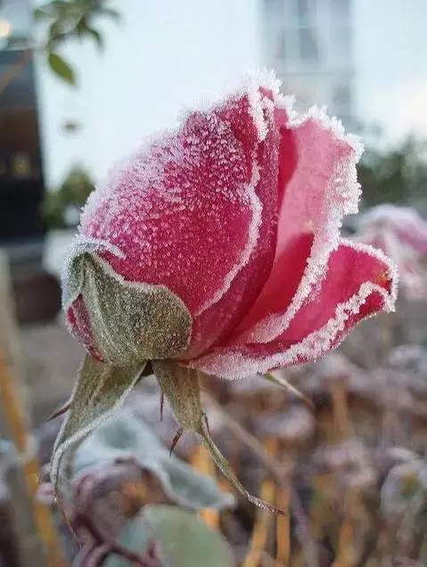 冰雪玫瑰,心似冰冻,面若冰霜,风来已久,雪压枝头,性格傲骨,独自守候.