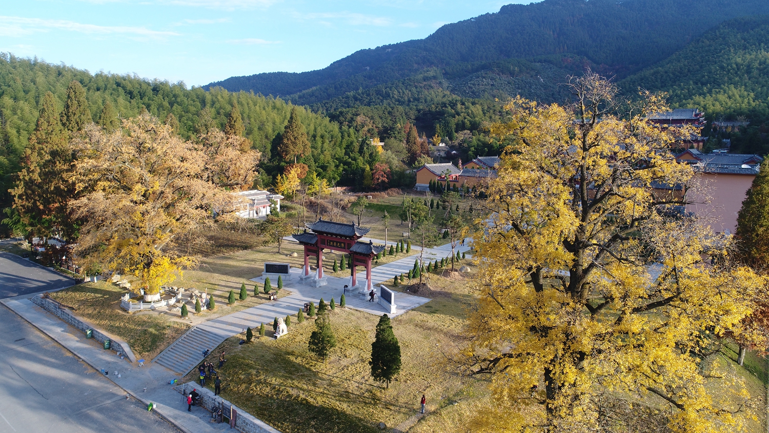 黄柏山法眼寺千年银杏满金黄 法师祈福引围观