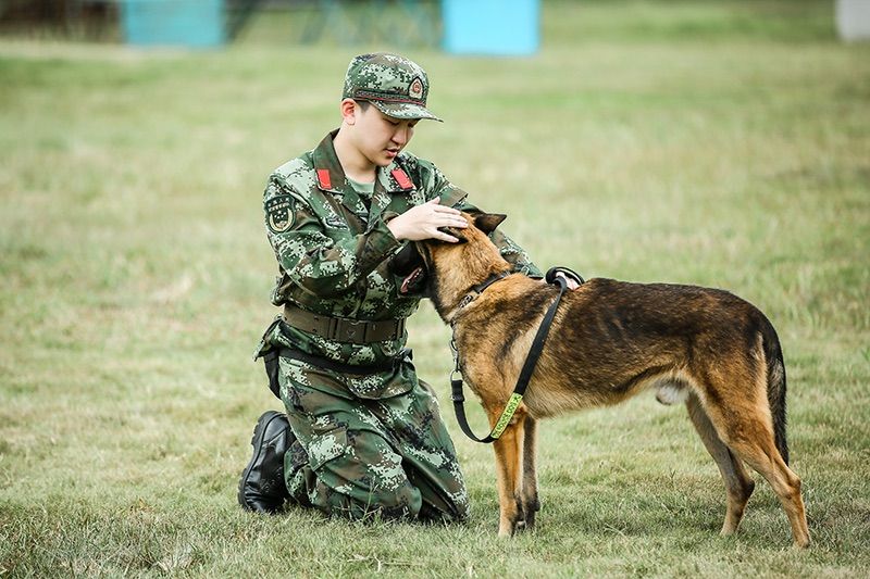 湖南卫视奇兵神犬张大大与教官爆发冲突情绪崩溃警犬伙伴赠暖心力量