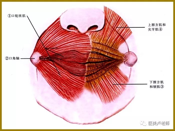 唇与口角相关解剖