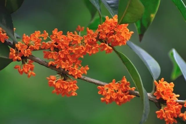 月亮桂花树猜成语_月亮桂花树图片