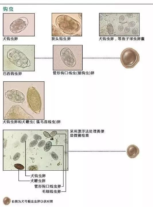 血液,尿液,粪便中常见寄生虫的鉴别