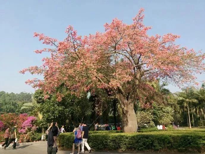 深圳的秋冬, 有些地方已变成花海啦! ↓↓↓ 莲花山最美花树开了!