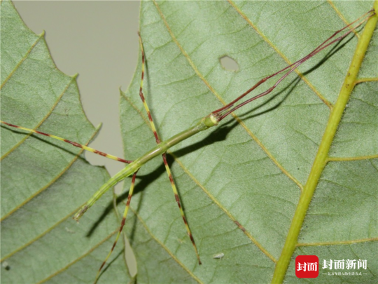 中国巨竹节虫刚刚孵化的幼虫