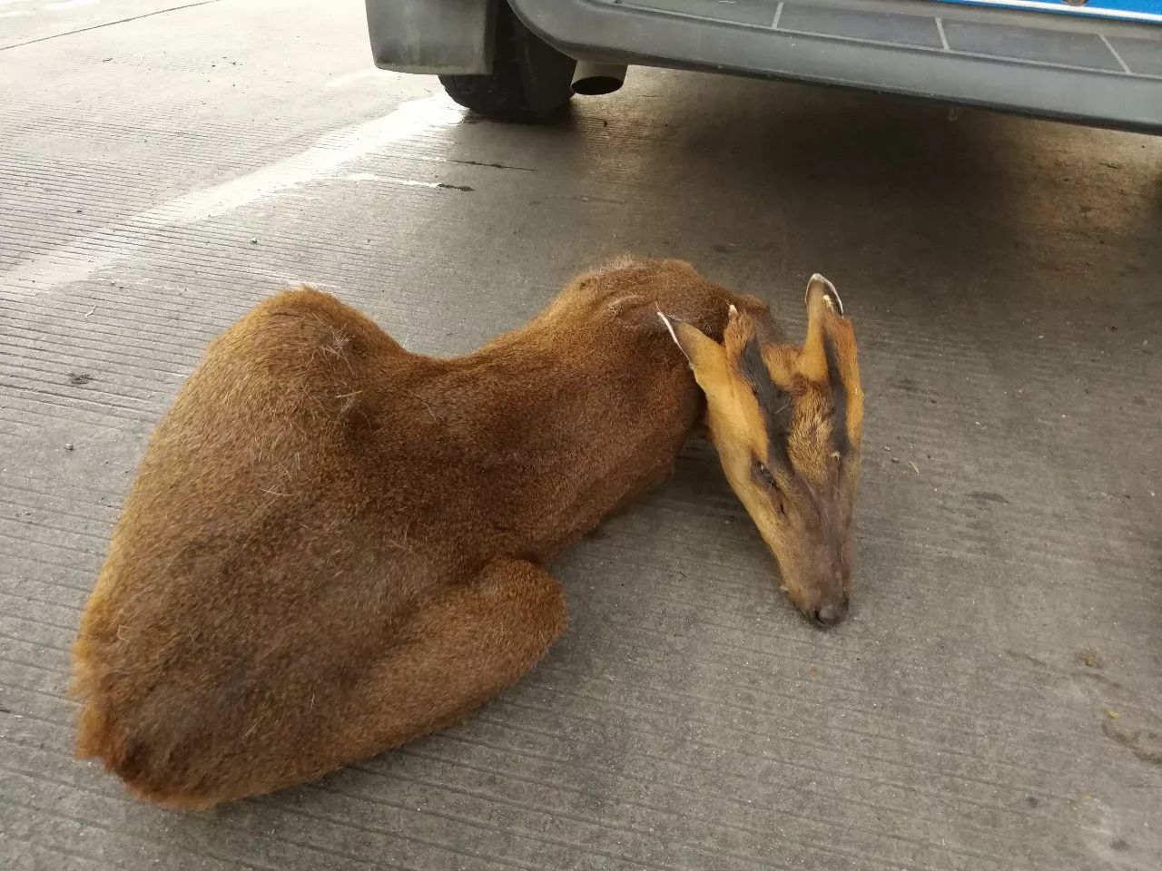 满车的野生动物 硬被说是杂交猪!你真是当警察蜀黍不