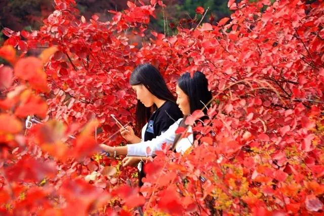 距西安3小时韩城也有座香山,红叶不输北京香山