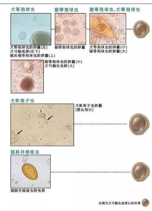 血液,尿液,粪便中常见寄生虫的鉴别