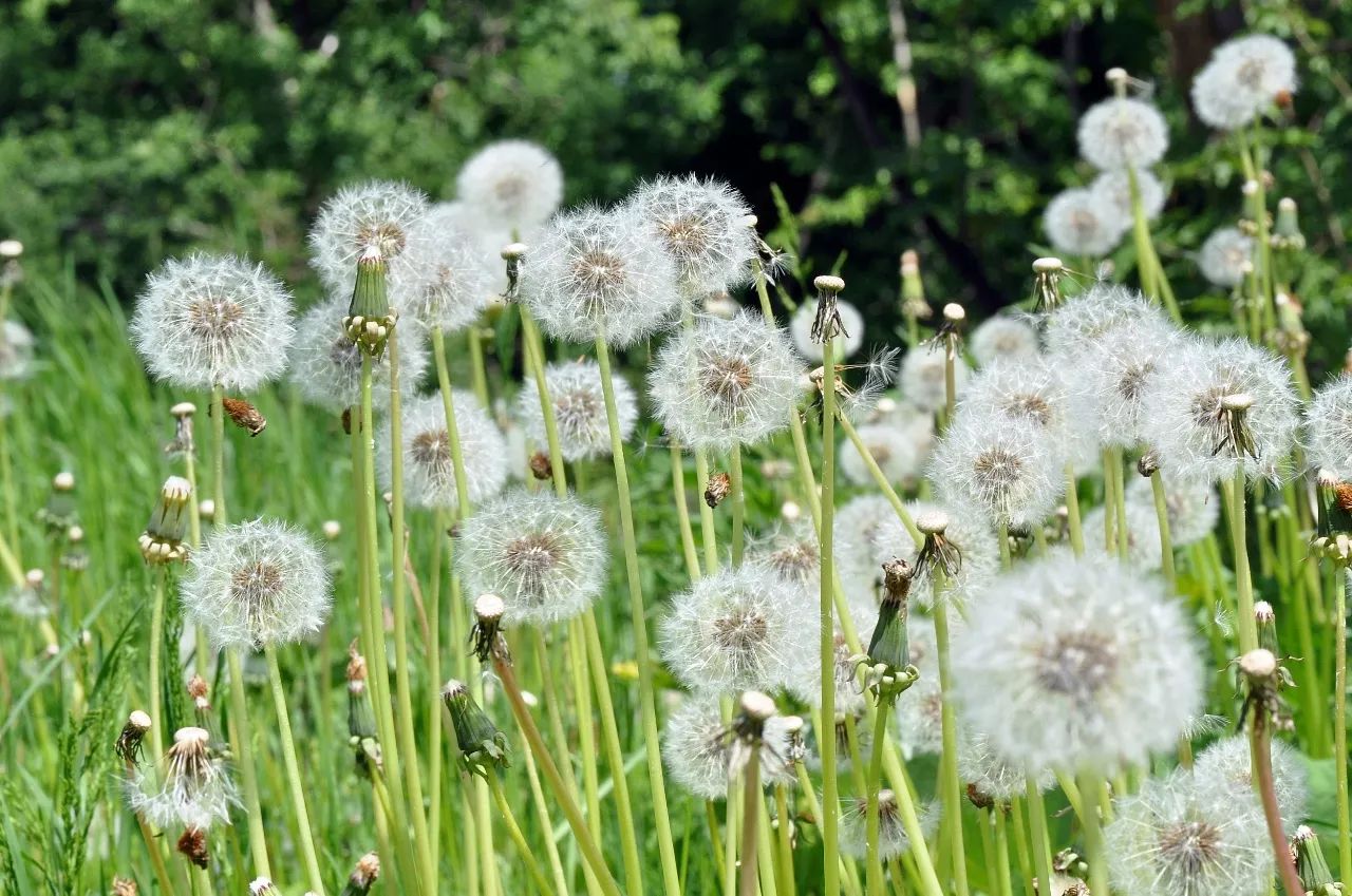 蒲公英是大家非常熟悉的野花,菊科多年生草本植物.