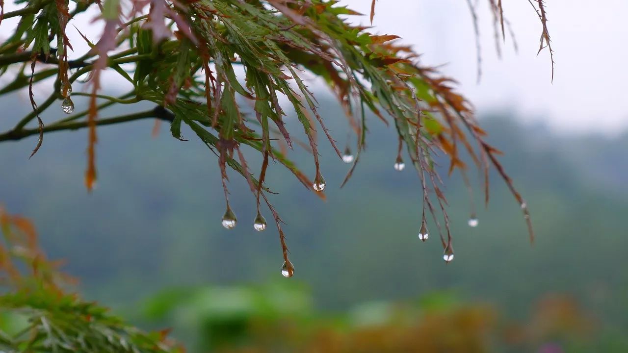 若是能有一场雨水来滋润一下肯定是极好的