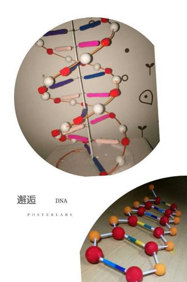 dna结构模型