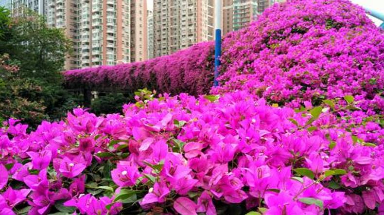 广州的迎春花市. 木棉紫荆簕杜鹃…爱广州一年四季开不尽的花.