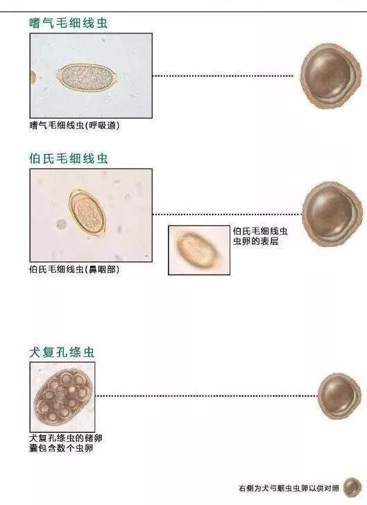 血液,尿液,粪便中常见寄生虫的鉴别